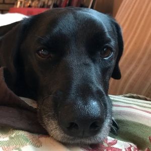 Meet your Posher, Abby